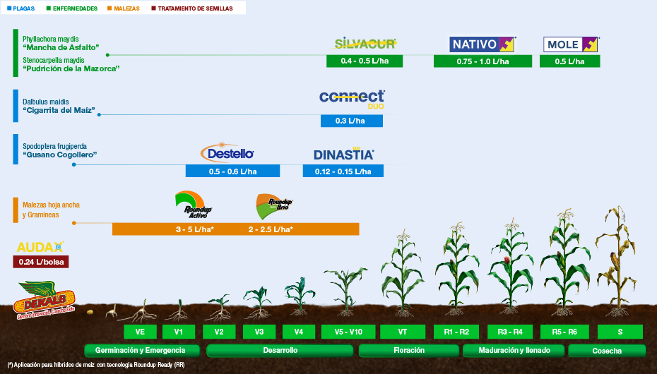 Fenología Arroz